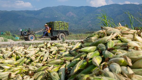 Кукурузная ферма в Китае - 俄罗斯卫星通讯社