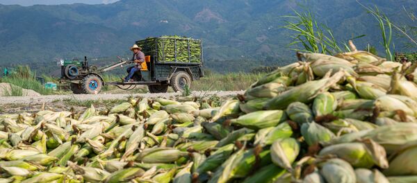 Кукурузная ферма в Китае - 俄羅斯衛星通訊社