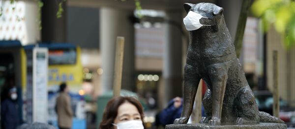 Статуя псу породы акита по имени Хатико, в надетой маске, в Токио - 俄罗斯卫星通讯社