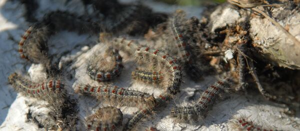 Гусеницы шелкопряда - 俄羅斯衛星通訊社