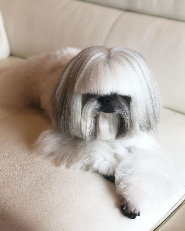 酷似Lady Gaga的狗狗成为网上明星 （图片） - 俄罗斯卫星通讯社