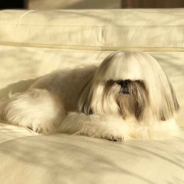 酷似Lady Gaga的狗狗成为网上明星 （图片） - 俄罗斯卫星通讯社