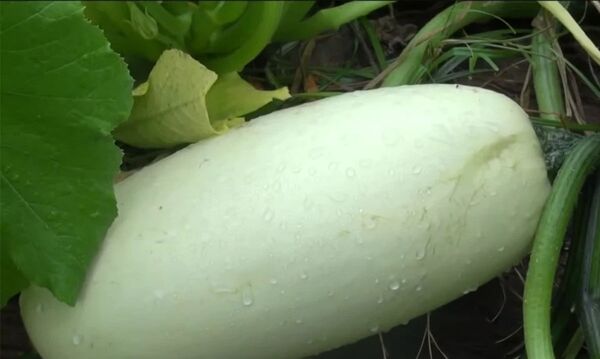 一名美国人种下来自中国的神秘“种子”并展示果实 - 俄罗斯卫星通讯社