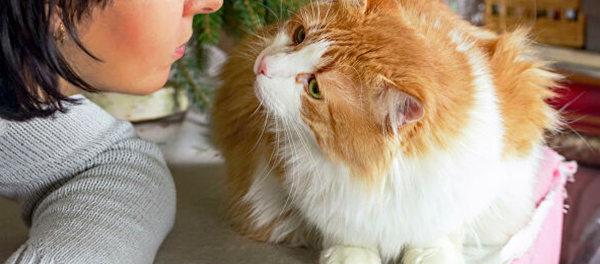 英國一家人找到失蹤12年的愛貓 - 俄羅斯衛星通訊社