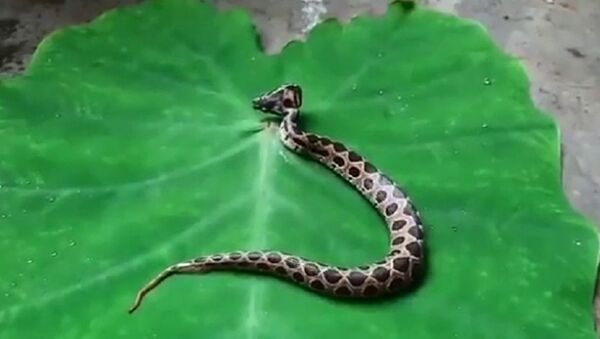 印度發現罕見雙頭毒蛇 - 俄羅斯衛星通訊社