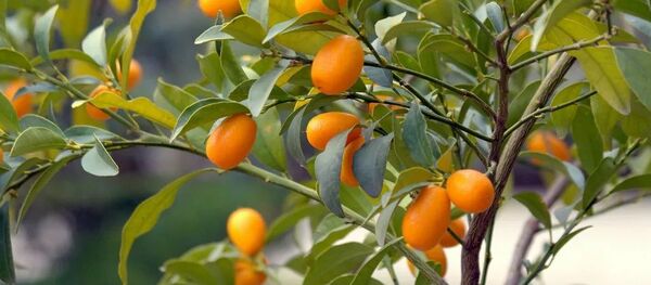 Кумкват - 俄罗斯卫星通讯社