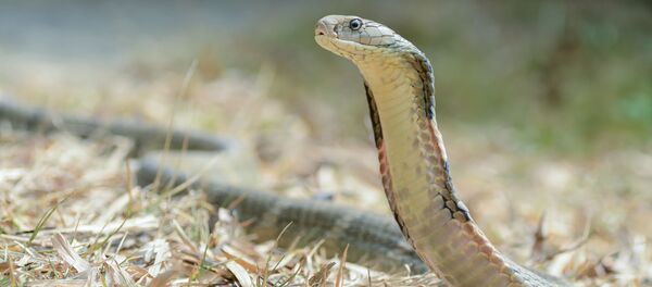 Королевская кобра - 俄罗斯卫星通讯社