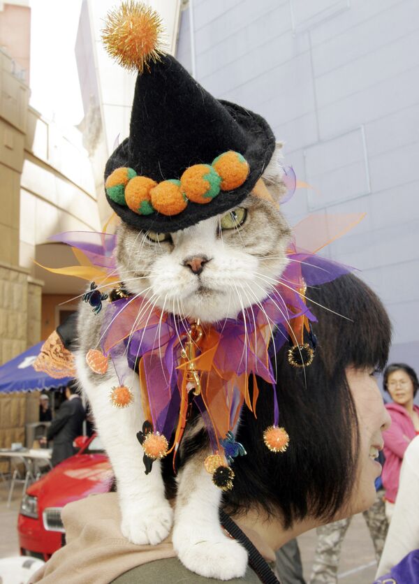 日本万圣节期间穿衣服的猫 - 俄罗斯卫星通讯社