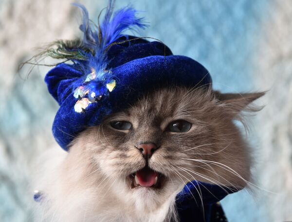 比什凯克展上戴帽子的西伯利亚猫 - 俄罗斯卫星通讯社