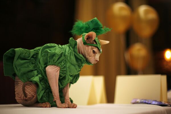 紐約時尚貓展上穿衣服的貓 - 俄羅斯衛星通訊社