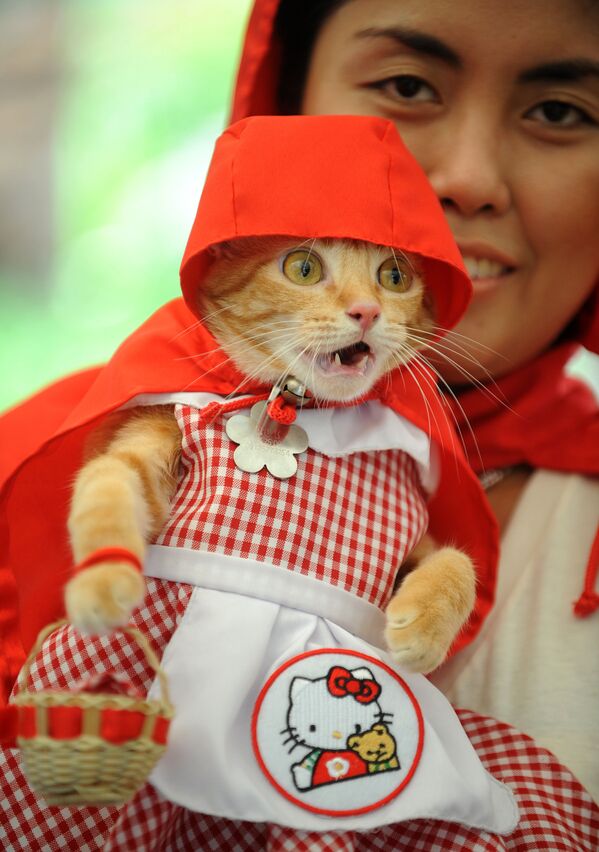 马尼拉的“猫咪小红帽” - 俄罗斯卫星通讯社
