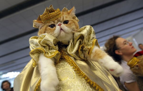 明斯克展览上穿衣服的猫 - 俄罗斯卫星通讯社