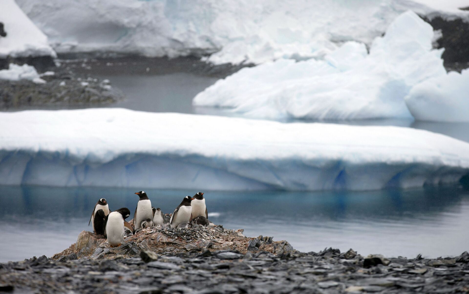 Adélie penguins diving off an iceberg in Antarctica (© Mike Hill/Getty ...