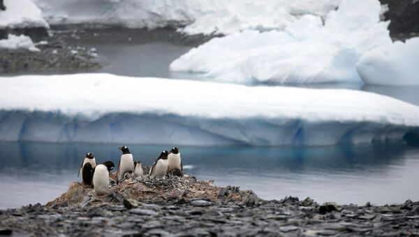 科學家觀測到南極速度最快的冰川融化 - 俄羅斯衛星通訊社