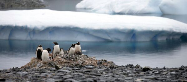 科学家观测到南极速度最快的冰川融化 - 俄罗斯卫星通讯社