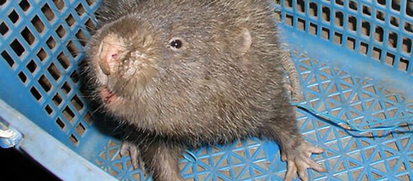 Малая бамбуковая крыса Cannomys badius - 俄羅斯衛星通訊社