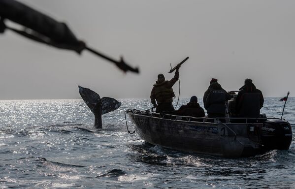 Китобои во время охоты на кита в Беринговом проливе - 俄罗斯卫星通讯社