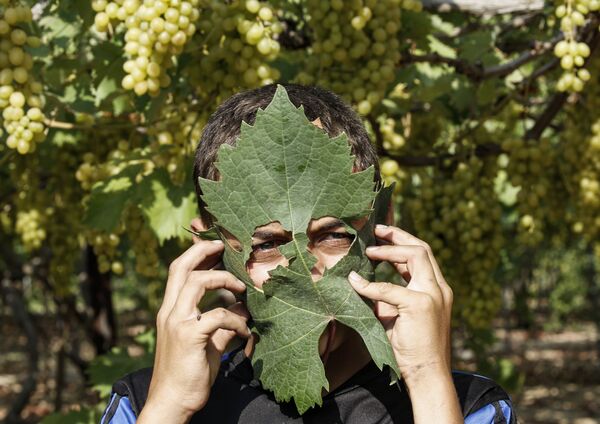 Палестинский фермер использует виноградный лист в качестве защитной маски - 俄罗斯卫星通讯社