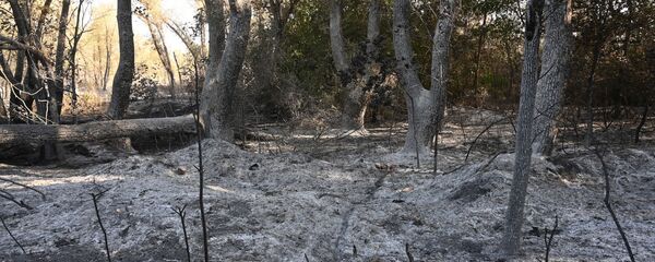 罗斯托夫州森林火灾 罗斯托夫州森林火灾 - 俄罗斯卫星通讯社