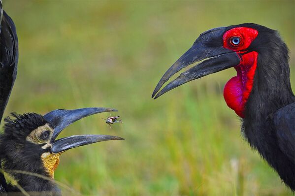 印度攝影師Varun Thakkar的作品《Breed The Red》，“Animal Behaviour”類特別提名獎 - 俄羅斯衛星通訊社