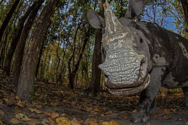 摄影师Soumabrata Moulick的作品《Rhino’s Day Out》，“Animal Portraits”类第二名 - 俄罗斯卫星通讯社