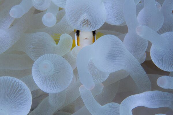 攝影師Digant Desai的作品《A Nemo, An Anemone》，“Wildscape & Animals in Habitat”類特別提名獎 - 俄羅斯衛星通訊社