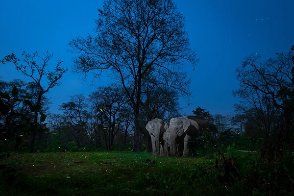 攝影師Nayan Jyoti Das的作品《A Mirage In The Night》，“Creative Nature Photography”類第一名 - 俄羅斯衛星通訊社