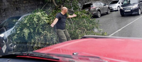 Поваленные деревья на Корабельной набережной после тайфуна Майсак во Владивостоке Поваленные деревья на Корабельной набережной после тайфуна Майсак во Владивостоке - 俄罗斯卫星通讯社