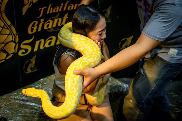 泰國寵物博覽會上頭纏蟒蛇的參觀者 - 俄羅斯衛星通訊社