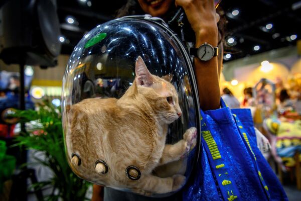 透明背包里的貓 - 俄羅斯衛星通訊社