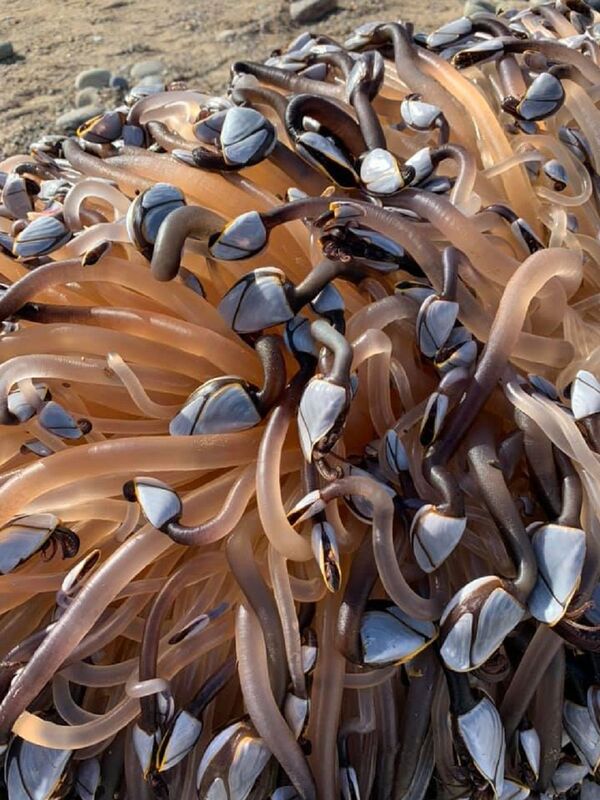 英国人在沙滩上发现奇怪生物 仿佛“活圆木” - 俄罗斯卫星通讯社