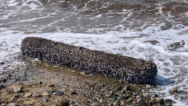 Британец нашел на пляже странное живое бревно - 俄罗斯卫星通讯社