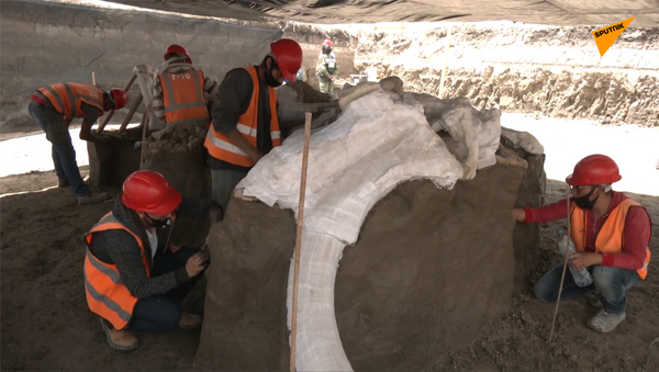 墨西哥發現數百塊猛獁象骨骼 - 俄羅斯衛星通訊社