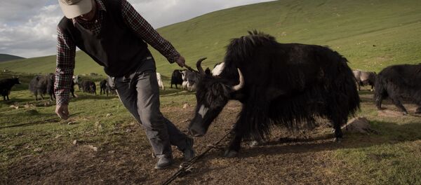 牦牛 - 俄罗斯卫星通讯社