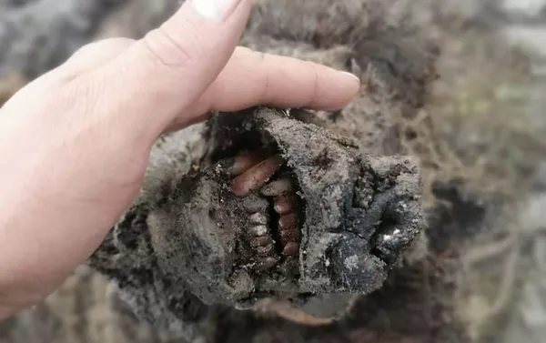 雅庫特發現滅絕的洞熊遺骸 雅庫特發現滅絕的洞熊遺骸 - 俄羅斯衛星通訊社