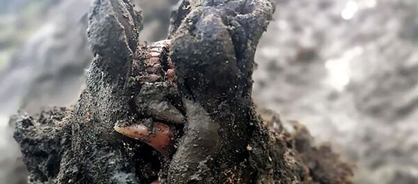 Туша пещерного медведя возрастом 39500 лет, обнаруженная в Якутии - 俄罗斯卫星通讯社