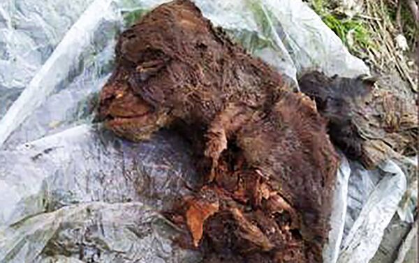 雅庫特發現滅絕的洞熊遺骸 - 俄羅斯衛星通訊社