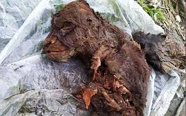 雅庫特發現滅絕的洞熊遺骸 雅庫特發現滅絕的洞熊遺骸 - 俄羅斯衛星通訊社