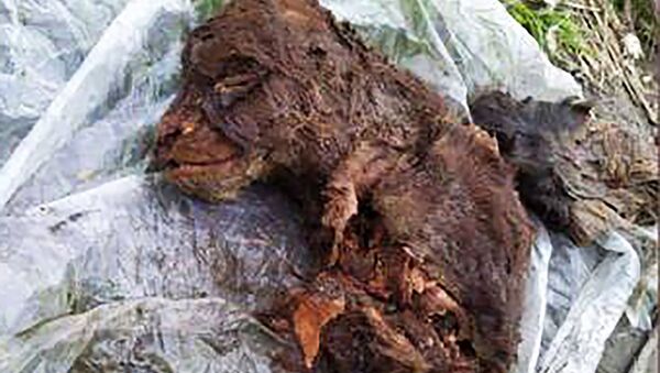 雅庫特發現滅絕的洞熊遺骸 - 俄羅斯衛星通訊社