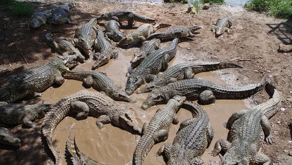 Крокодилы на крокодиловой ферме - 俄羅斯衛星通訊社