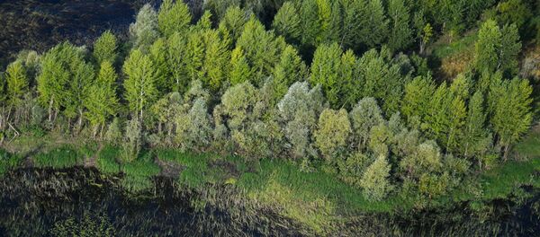 Лес и река - 俄羅斯衛星通訊社