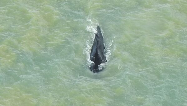 Горбатый кит, случайно заплывший в кишащую крокодилами реку в национальном парке Какаду в Австралии - 俄羅斯衛星通訊社