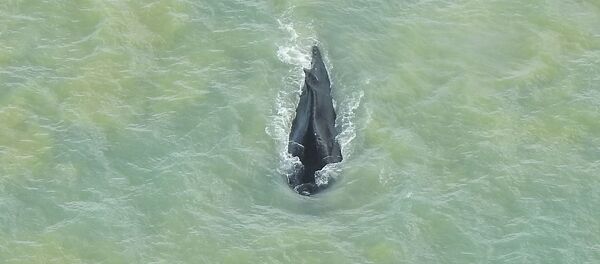 Горбатый кит, случайно заплывший в кишащую крокодилами реку в национальном парке Какаду в Австралии - 俄羅斯衛星通訊社