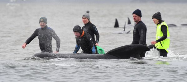 Спасение китов в Австралии - 俄罗斯卫星通讯社