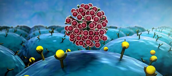 Влияние коронавируса на лимфоциты - 俄罗斯卫星通讯社