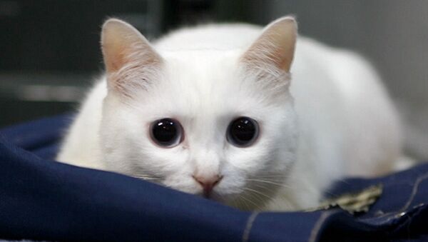 網紅萌寵“Longcat”貓咪在日本去世 - 俄羅斯衛星通訊社