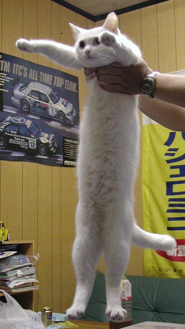 网红萌宠“Longcat”猫咪在日本去世 网红萌宠“Longcat”猫咪在日本去世 - 俄罗斯卫星通讯社