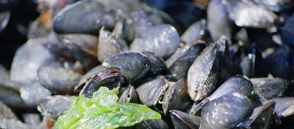 俄羅斯科學家利用藍色貽貝殼合成整形外科手術用材料 - 俄羅斯衛星通訊社