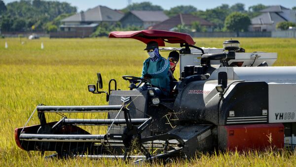 Сбор рисового урожая в Ламбаро. Индонезия - 俄羅斯衛星通訊社