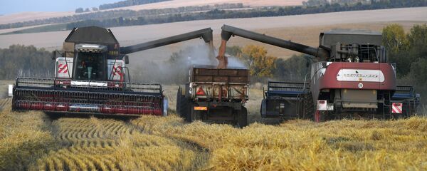 Перегрузка зерна из зерноуборочных комбайнов в кузов грузовика-зерновоза во время уборки урожая пшеницы Перегрузка зерна из зерноуборочных комбайнов в кузов грузовика-зерновоза во время уборки урожая пшеницы - 俄罗斯卫星通讯社